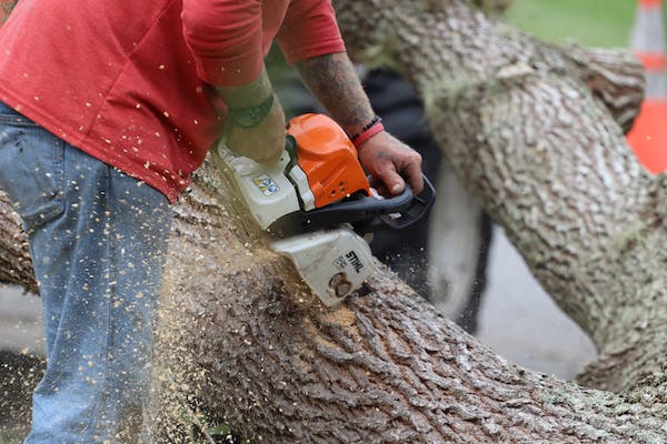 How to Choose a Tree Removal Company